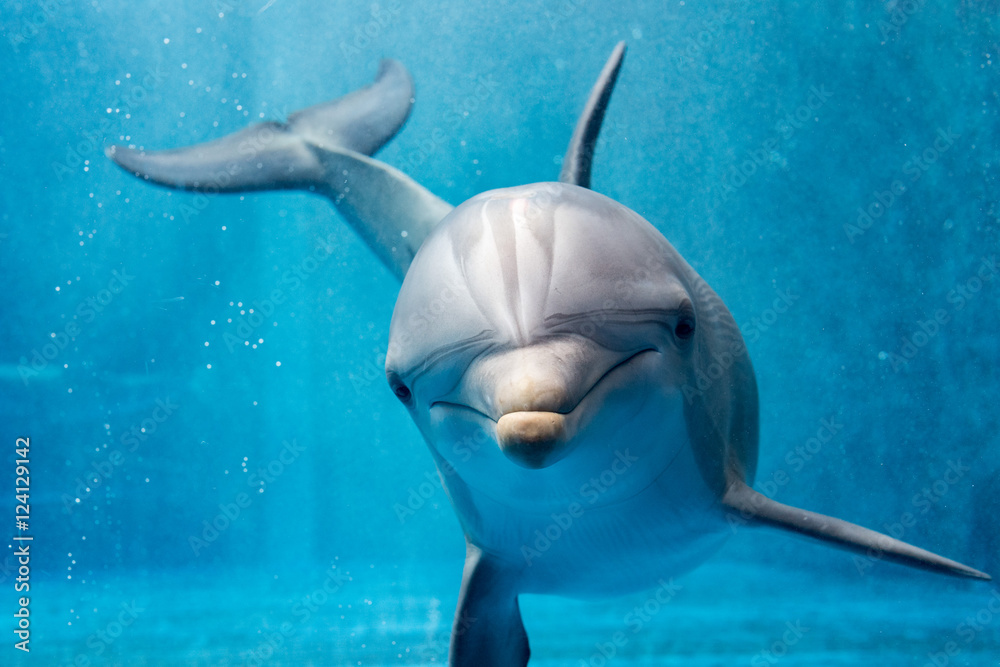 dolphin close up portrait detail while looking at you Stock Photo ...