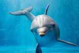 dolphin close up portrait detail while looking at you