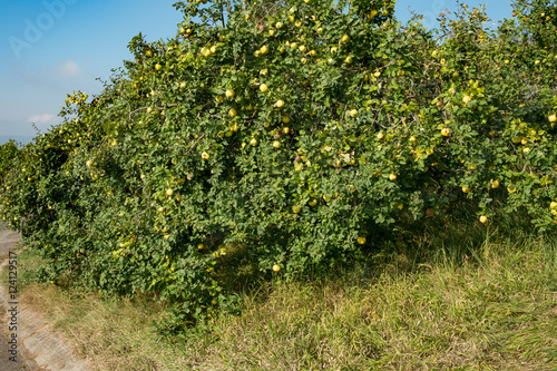 Quitten Reif Und Gelb Am Baum Buy This Stock Photo And Explore