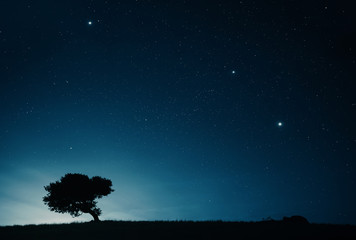 Wall Mural - night sky landscape with starry sky and lonely tree on top of a hill
