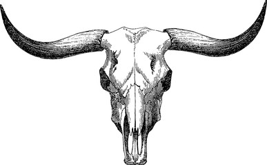 Vintage image bull skull