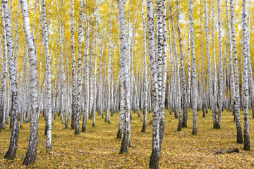  autumn birch forest