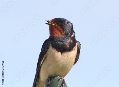Male European Barn Swallow Hirundo Rustica In Close Up Buy