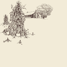 Background With Farmhouse, Cornstalks And Oak Tree.
Hand Drawn Vector Illustration In Sepia Color.

