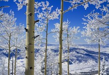 Snow On Aspen Trees