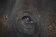 © Designpics - Closeup Of An Animal's Eye
