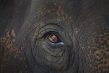 Closeup Of An Animal's Eye