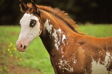 American Paint Horse Colt