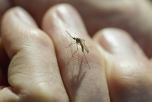 Close Up Of A Mosquito Standing On A Man's Finger, Denali National Park; Alaska, United States Of America