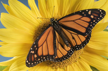 Monarch Butterfly On Sunflower.