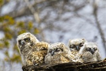 Four Great Horned Owl (Bubo Virginianus) Chicks; Edmonton, Alberta, Canada