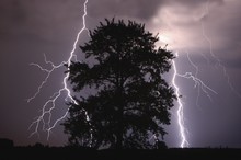 Lightning Strike In Sky Behind Tree
