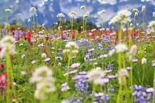 Washington, United States Of America; Wildflowers In A Meadow In Mt. Rainier National Park