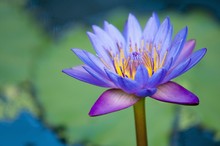 A Lotus Flower (Nelumbo Nucifera); Chiang Mai, Thailand