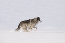 Wolf Running In The Snow
