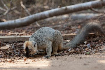 Wall Mural - Brown Lemur in Madagascar