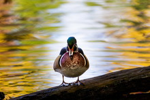 Wood Duck Male Or Carolina Duck Is A Species Of Perching Duck Found In North America. It Is One Of The Most Colorful North American Waterfowl. Swimming In A Lake Ablaze With The Colors Of Fall.