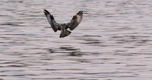 Slow Motion Of Osprey Catching Fish From The Lake