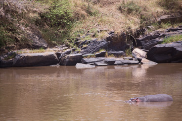 hippopotamuses in mara river in kenya, africa