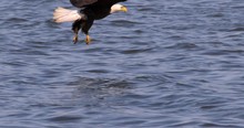 SBald Eagle Swoops Down And Snatches A Fish From The Water In Slow Motion