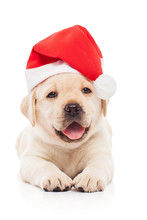 Labrador Puppy In A Santa Claus Hat