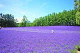 Fototapeta Zachód słońca - Colorful Lavender Flower Fields