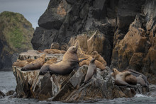 Large Male Steller Sea Lion With Rookery. 