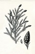 Canadian hemlock (Tsuga canadensis) (from Meyers Lexikon, 1895, 7/378/379)