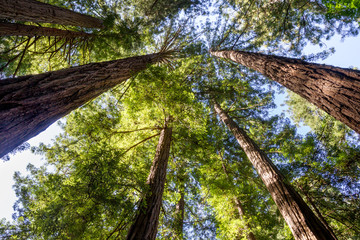 Wall Mural - Küstenmammutbäume (Sequoia sempervirens)