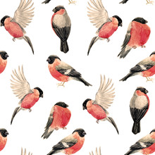 Watercolor Bullfinch Bird Pattern