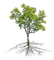 Wall Mural - large old green isolated oak with root