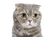 Portrait of breed Scottish fold cat close-up..