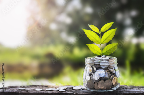 Fotografía concept money growing and small tree in jar