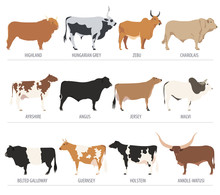 Cattle Breeding. Cow, Bulls Breed Icon Set. Flat Design