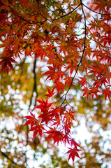 autumn maple tree leaves