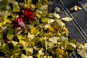 Wall Mural - fallen foliages