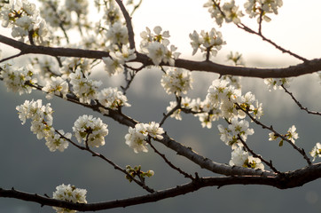 Wall Mural - cherry blossom