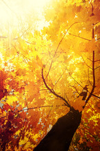 Abstract Nature Background With Colorful Maple Tree Leaves In Autumn Forest. Sunny Day In Outdoor Park