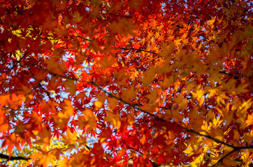 Wall Mural - Autumn maple tree leaves
