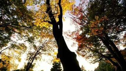 Wall Mural - Sunset light coming through a tree Slow motion