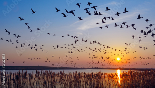 Cuadros en Lienzo überwinternde Nonnengänse in Ostfriesland,Nordsee,Deutschland