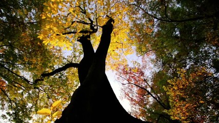 Wall Mural - Sunset light coming through a tree Slow motion
