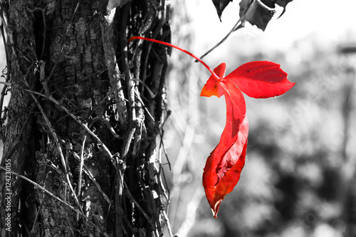 bliska-obraz-czerwony-lisc-autum-i-drzewa