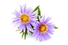 Purple Asters Close-up.