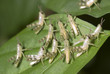 Locust Infestation On Leaf