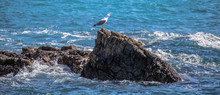 Isolated Seagull Standing On The Rock On The Sea Screaming/ Seagull / Sea/ Rock/ Italy