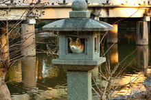 A Tricolor Cat And Stone Lantern, Sunset At Japanese Garden, Kyoto Japan