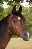 Fototapeta Konie - Beautiful dark bay Arabian horse with a star and a snip with a curious expression