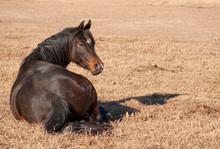 Dark Bay Arabian Horse Resting In Dry Grass, Lying Down