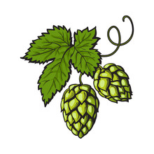 Green Hop Plant, Sketch Style Vector Illustration Isolated On White Background. Realistic Hand Drawn Ripe Green Hop Cones, Beer Brewing Ingredient